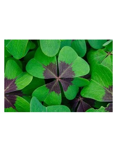 1 Royal 4-leaf clover plant (Trifolium spp.) -...