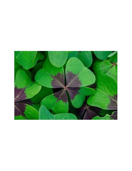 1 Royal 4-leaf clover plant (Trifolium spp.) - Online Nursery
