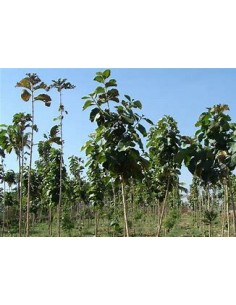 1 Arbol de teca- tectona...