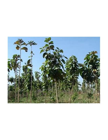 1 Teak tree - tectona grandis - Online nursery