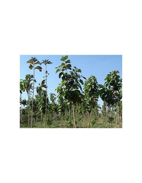 1 Teak tree - tectona grandis - Online nursery