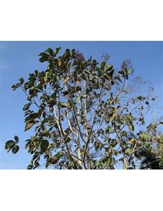 1 Teak tree - tectona... 2