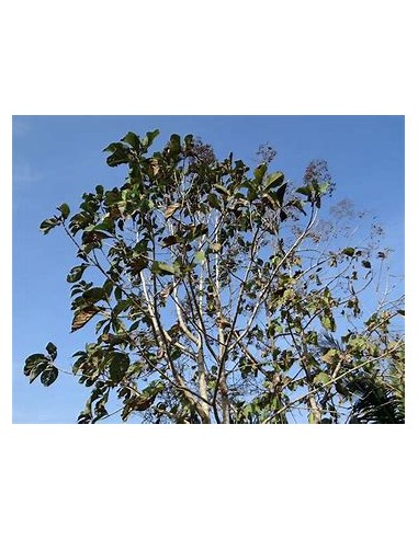 1 Arbol de teca- tectona grandis - Vivero por...