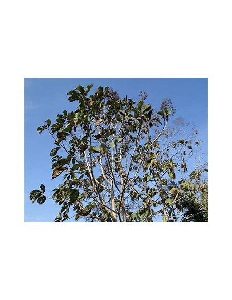 1 Arbol de teca- tectona grandis - Vivero por internet