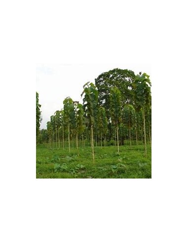 1 Arbol de teca- tectona grandis - Vivero por...