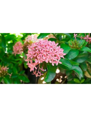 1 Ixora thai plant - variegata - Online Nursery