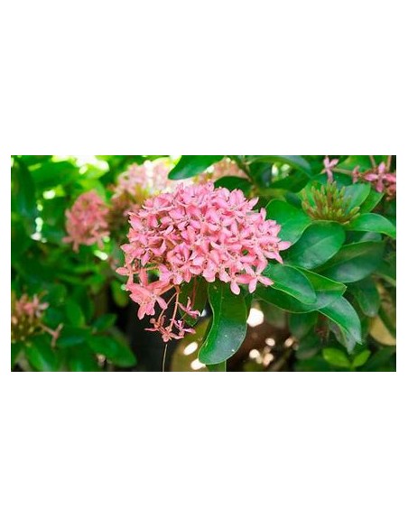 1 Planta de Ixora thai - variegata - Vivero por internet