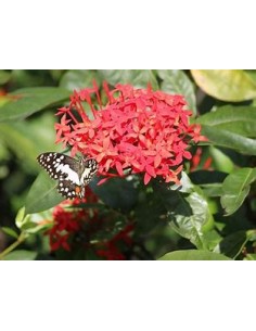1 Ixora thai plant -... 2