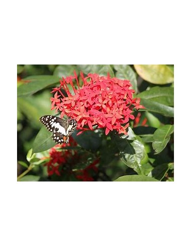 1 Planta de Ixora thai - variegata - Vivero por...