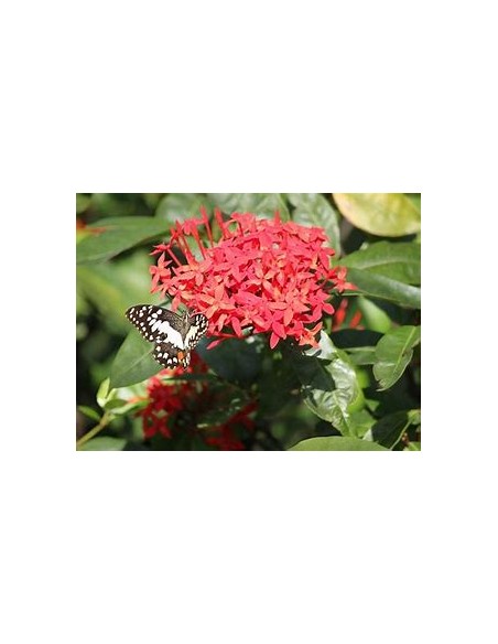 1 Planta de Ixora thai - variegata - Vivero por internet