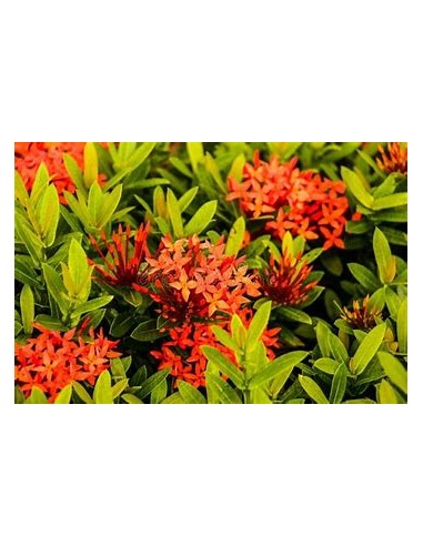 1 Planta de Ixora thai - variegata - Vivero por...