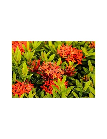 1 Ixora thai plant - variegata - Online Nursery