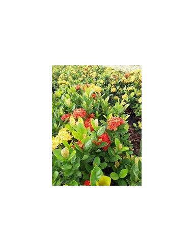 1 Planta de Ixora thai - variegata - Vivero por...