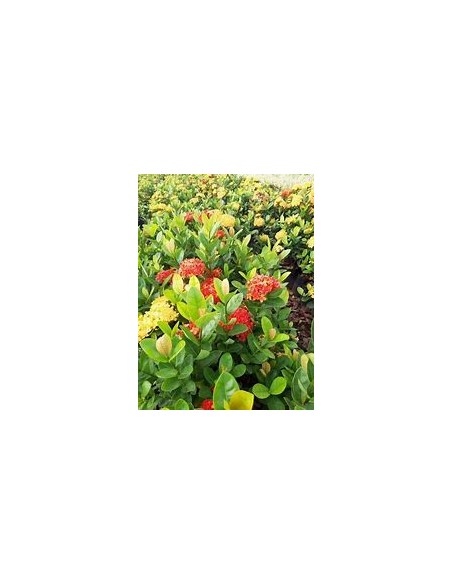 1 Planta de Ixora thai - variegata - Vivero por internet