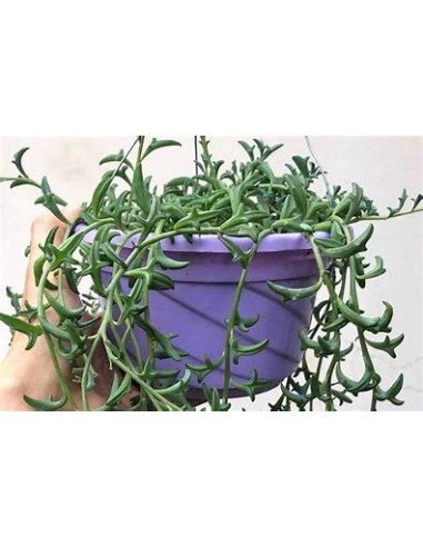 1 Pot of succulent ''Delfin'' 3'' - Online nursery