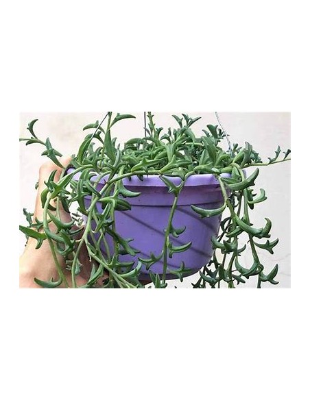 1 Pot of succulent ''Delfin'' 3'' - Online nursery