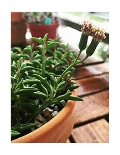 1 Pot of succulent... 2