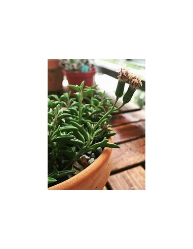 1 Pot of succulent ''Delfin'' 3'' - Online nursery