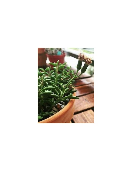 1 Pot of succulent ''Delfin'' 3'' - Online nursery