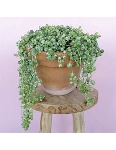 1 Rosary variegata large -...