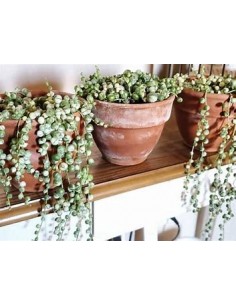 1 Rosario variegata grande... 2