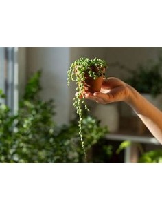 1 normal succulent rosary -...
