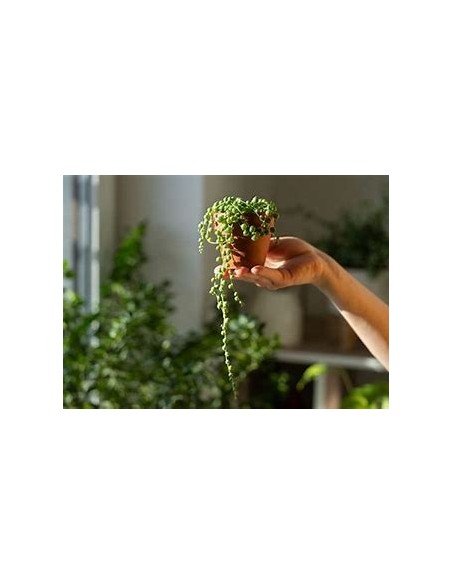 1 normal succulent rosary - Online nursery