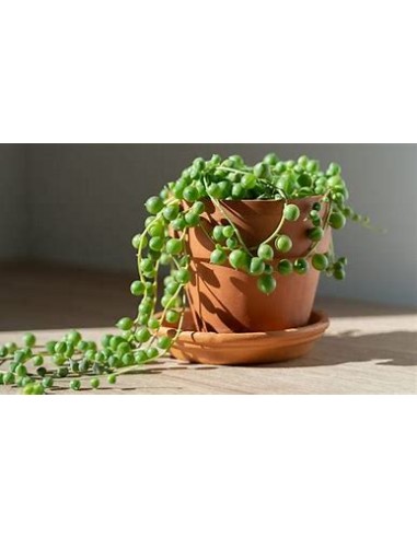 1 normal succulent rosary - Online nursery
