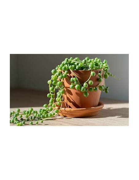1 normal succulent rosary - Online nursery