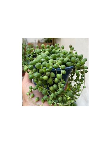 1 normal succulent rosary - Online nursery