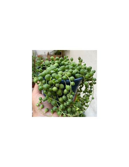 1 normal succulent rosary - Online nursery