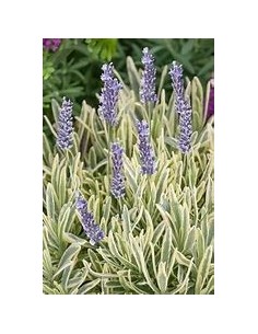 1 Lavanda ''Variegata'' O...