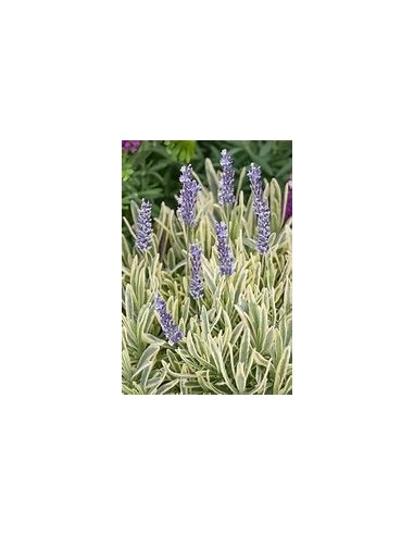 1 Lavanda ''Variegata'' O bicolor planta de lujo - Vivero por internet