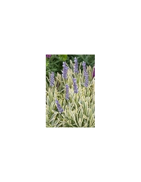 1 Lavender ''Variegata'' or bicolor luxury plant - Online Nursery