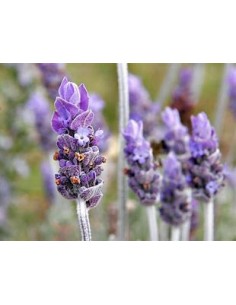 1 Lavanda ''Variegata'' O... 2