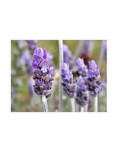 1 Lavender ''Variegata'' or bicolor luxury...
