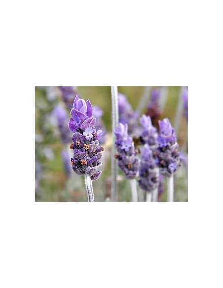 1 Lavender ''Variegata'' or bicolor luxury plant - Online Nursery