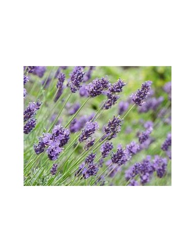 1 Lavender ''Variegata'' or bicolor luxury...