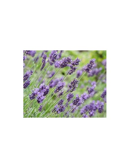 1 Lavender ''Variegata'' or bicolor luxury plant - Online Nursery