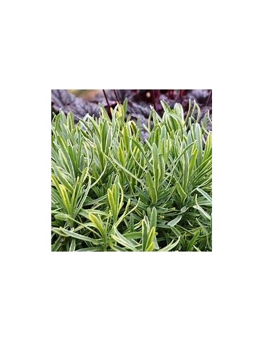 1 Lavender ''Variegata'' or bicolor luxury...