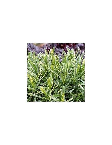1 Lavender ''Variegata'' or bicolor luxury plant - Online Nursery