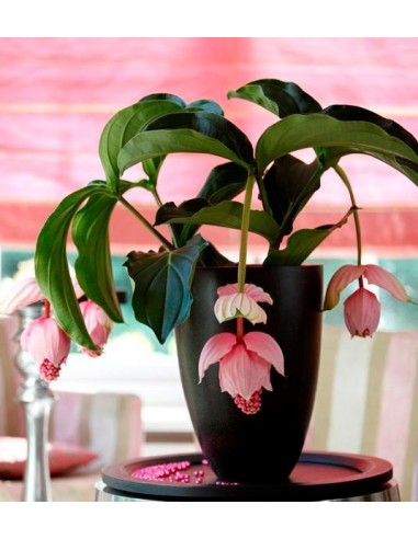 1 Medinilla magnifica , Planta de ornato de sombra. Unica de filipinas.