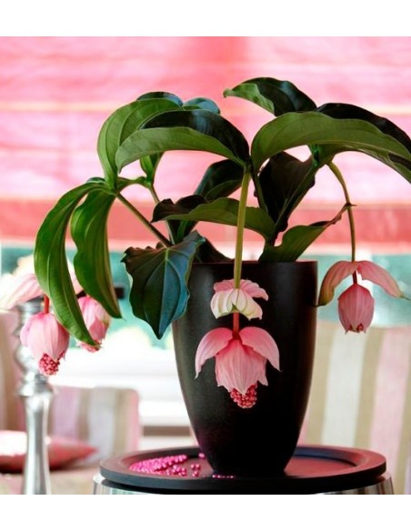 1 Medinilla magnifica potted plant - For sale order now. 1 Medinilla magnifica potted plant - For sale order now.
