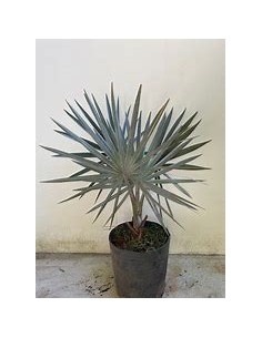 Blue Palm -Bismarckia...