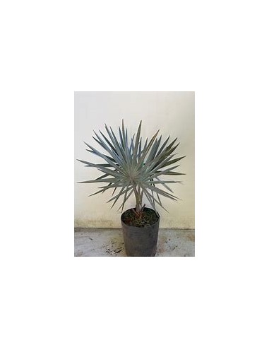 Blue Palm -Bismarckia nobilis ''Silver Palm'' Liston - Nursery by Internet