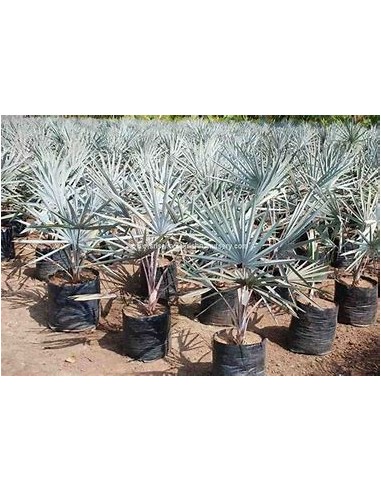 Blue Palm -Bismarckia nobilis ''Silver Palm''...
