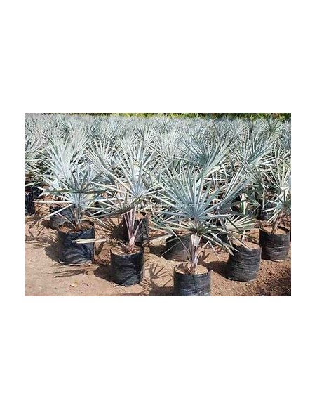 Blue Palm -Bismarckia nobilis ''Silver Palm'' Liston - Nursery by Internet