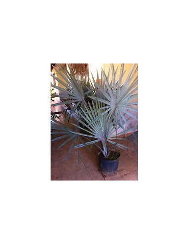 Blue Palm -Bismarckia nobilis ''Silver Palm''...