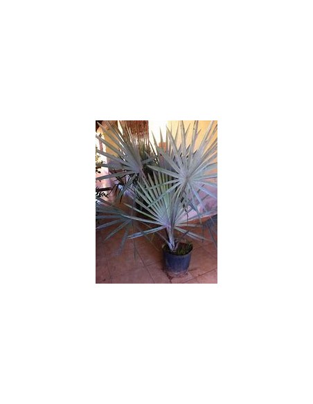 Blue Palm -Bismarckia nobilis ''Silver Palm'' Liston - Nursery by Internet