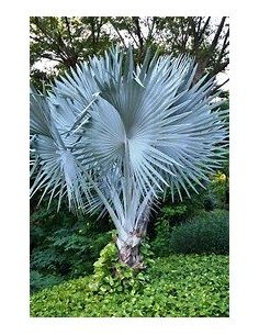 1 Bismarkia palm -...